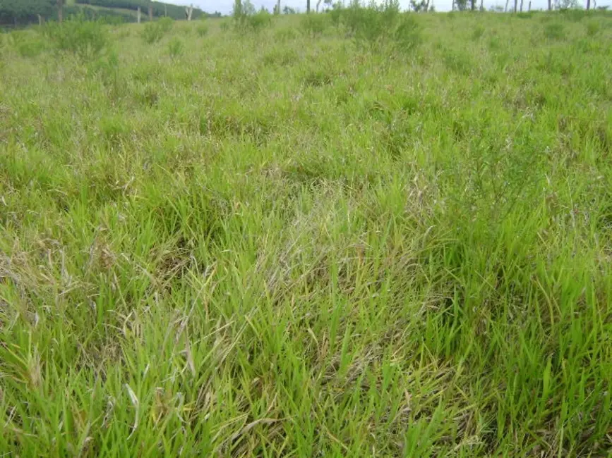 Foto 4 de Terreno / Lote à venda, 3000m2 em Mato Dentro, Atibaia - SP