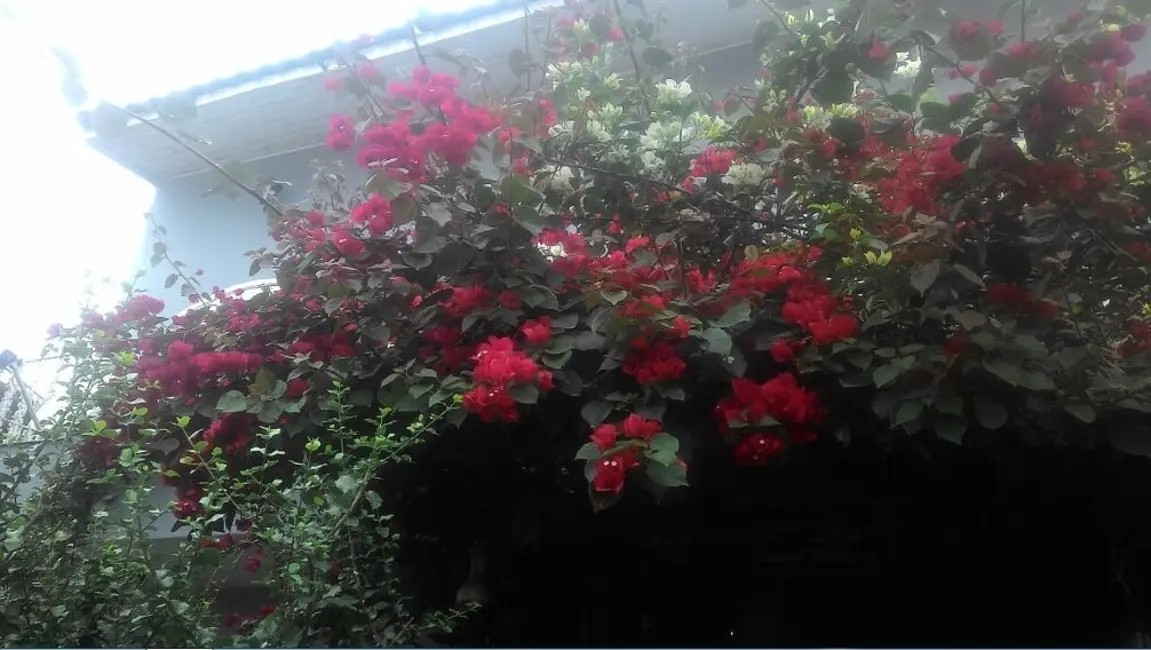 Foto 4 de Casa com 4 quartos à venda, 173m2 em Itanhaem - SP