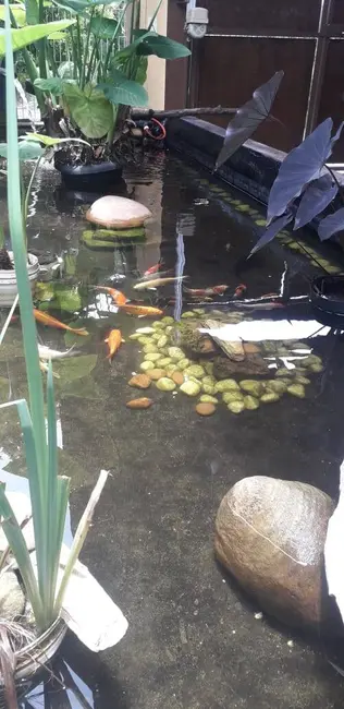 Foto 7 de Chácara com 3 quartos à venda, 1000m2 em Mairipora - SP