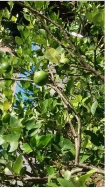 Foto 8 de Chácara com 2 quartos à venda, 500m2 em Portão, Atibaia - SP