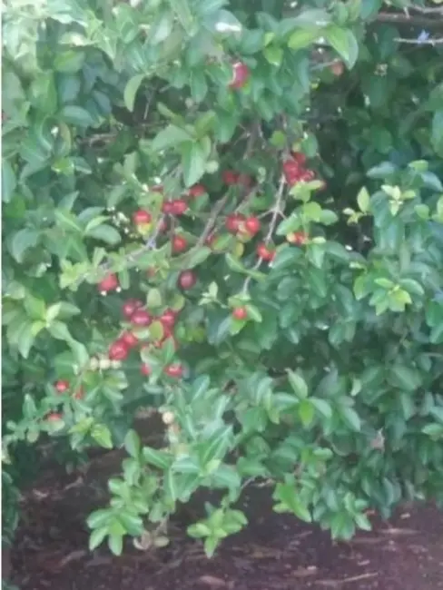 Foto 9 de Chácara com 2 quartos à venda, 500m2 em Portão, Atibaia - SP