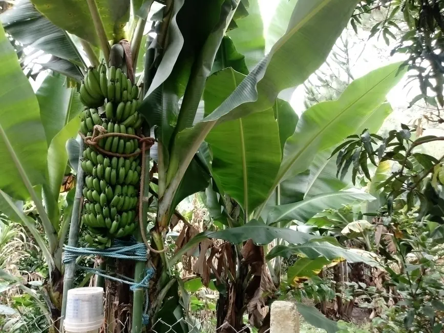 Foto 5 de Chácara com 2 quartos à venda, 2510m2 em Mairipora - SP