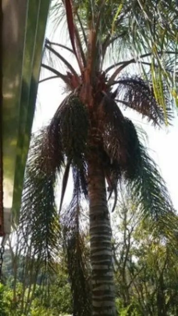 Foto 4 de Chácara com 3 quartos à venda, 1030m2 em Mairipora - SP