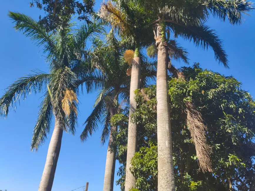 Foto 5 de Chácara com 3 quartos à venda, 400m2 em Pinhalzinho - SP