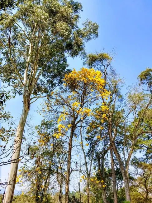 Chácara com 4 quartos à venda, 300m2 em Bairro dos Pires, Atibaia - SP - imagem 6 Foto 6 de Chácara com 4 quartos à venda, 300m2 em Bairro dos Pires, Atibaia - SP