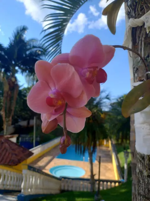 Foto 9 de Chácara com 9 quartos à venda, 222m2 em Mairipora - SP