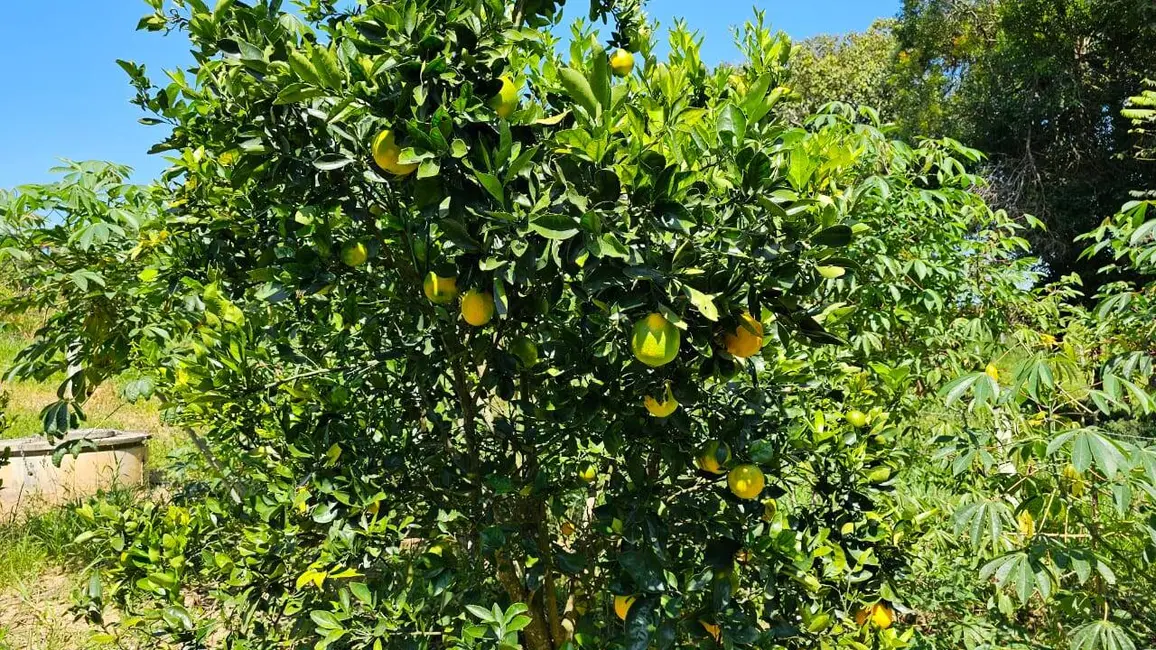 Foto 7 de Chácara com 3 quartos à venda, 300m2 em Pedra Bela - SP