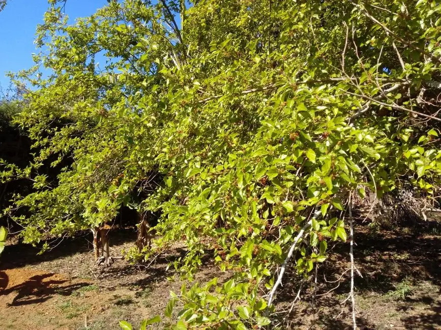 Foto 6 de Chácara com 4 quartos à venda, 300m2 em Jardim São Felipe, Atibaia - SP