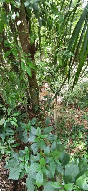 Foto 4 de Chácara com 2 quartos à venda, 80m2 em Mairipora - SP