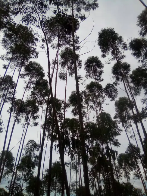 Foto 3 de Terreno / Lote à venda, 1210000m2 em Parque Santo Antônio, Jacarei - SP