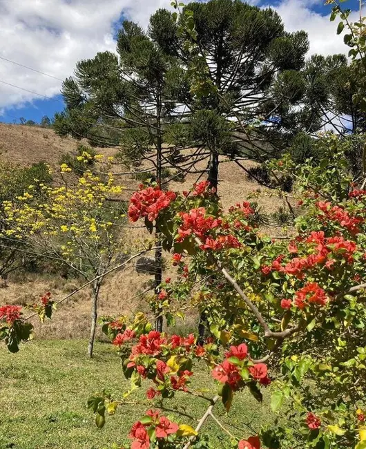 Fazenda / Haras com 7 quartos à venda, 600m2 em Joanopolis - SP - imagem 7 Foto 7 de Fazenda / Haras com 7 quartos à venda, 600m2 em Joanopolis - SP