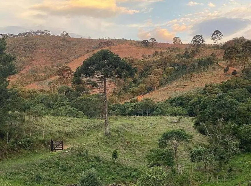 Fazenda / Haras com 7 quartos à venda, 600m2 em Joanopolis - SP - imagem 8 Foto 8 de Fazenda / Haras com 7 quartos à venda, 600m2 em Joanopolis - SP