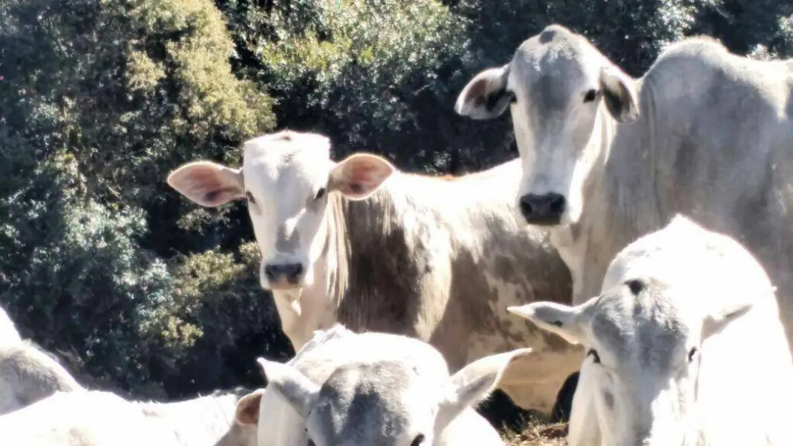 Foto 7 de Fazenda / Haras com 3 quartos à venda, 100m2 em Cambui - MG