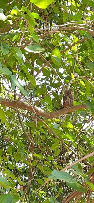 Foto 7 de Chácara com 2 quartos à venda, 250m2 em Portão, Atibaia - SP