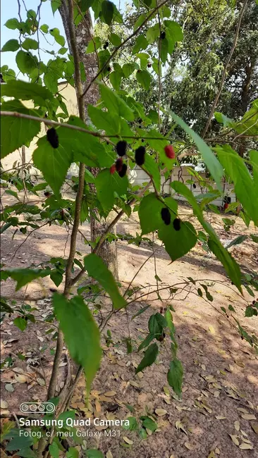 Foto 5 de Chácara com 2 quartos à venda, 250m2 em Portão, Atibaia - SP