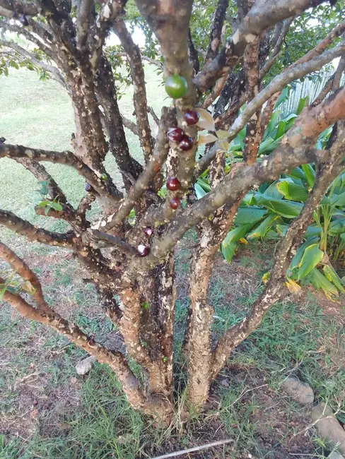 Foto 9 de Sítio / Rancho com 3 quartos à venda, 200m2 em Pedra Bela - SP