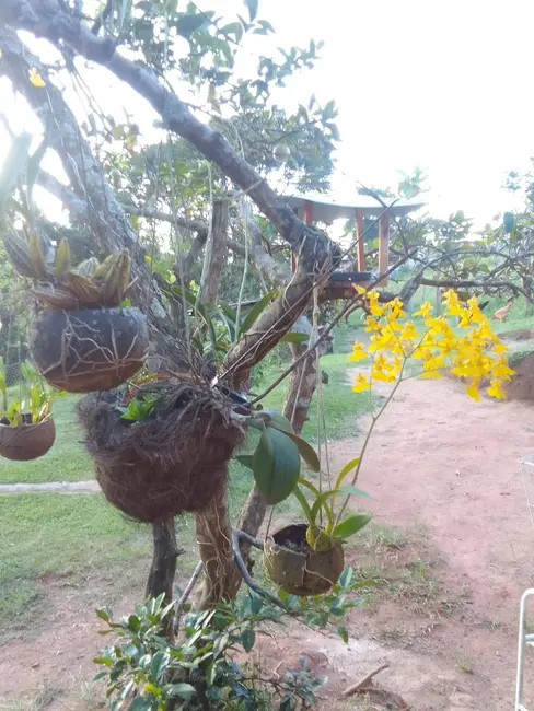 Foto 2 de Sítio / Rancho com 3 quartos à venda, 200m2 em Pedra Bela - SP