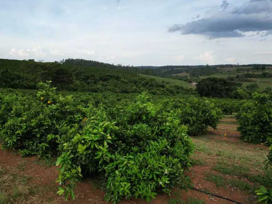 Foto 7 de Fazenda / Haras com 11 quartos à venda, 151m2 em Eloi Mendes - MG