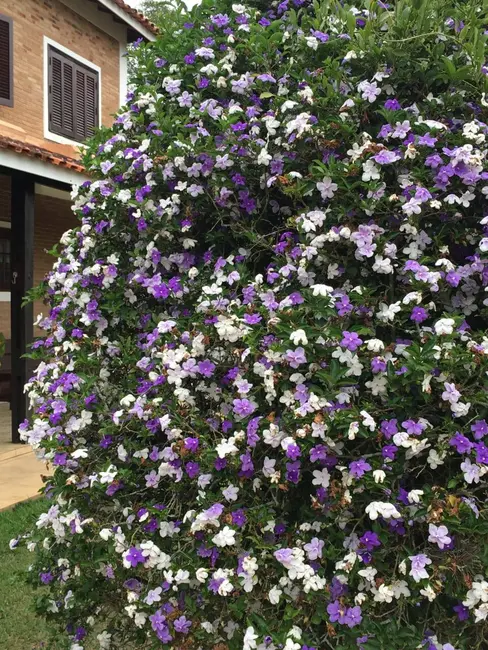 Foto 6 de Chácara com 2 quartos à venda, 240m2 em Piracaia - SP