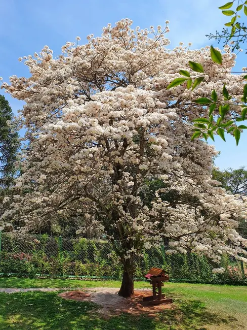 Foto 1 de Chácara com 2 quartos à venda, 240m2 em Piracaia - SP