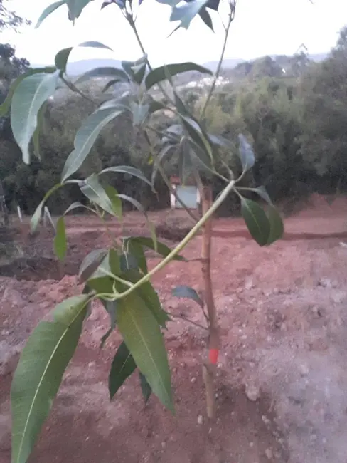 Foto 3 de Terreno / Lote à venda, 150m2 em Mairipora - SP