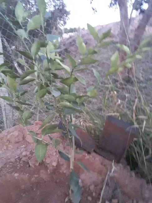 Foto 2 de Terreno / Lote à venda, 150m2 em Mairipora - SP