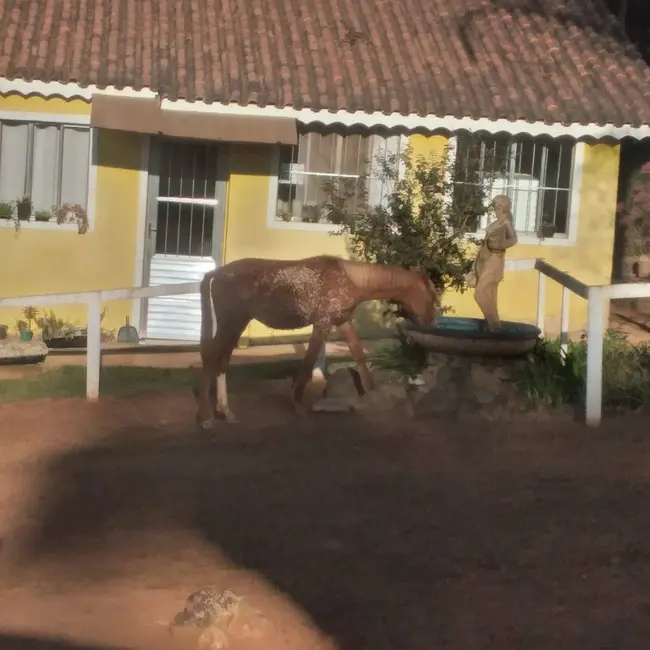 Foto 4 de Chácara com 4 quartos à venda, 615m2 em Vila Dom Pedro, Atibaia - SP
