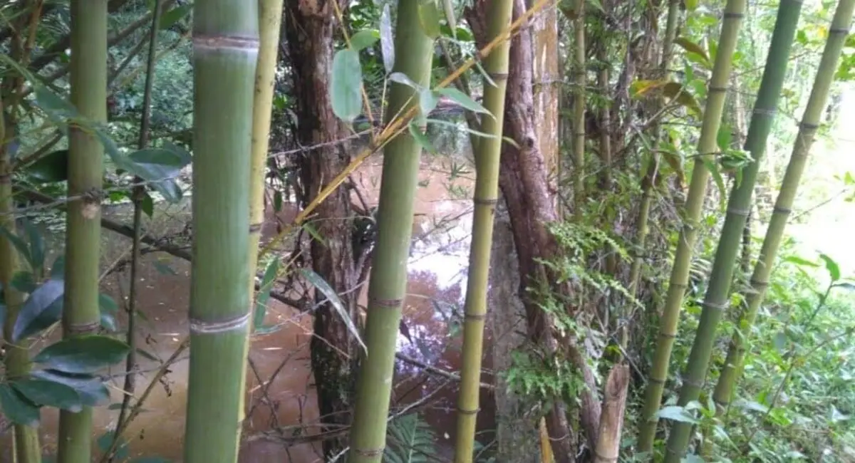 Chácara com 2 quartos à venda, 120m2 em Piracaia - SP - imagem 3 Foto 3 de Chácara com 2 quartos à venda, 120m2 em Piracaia - SP