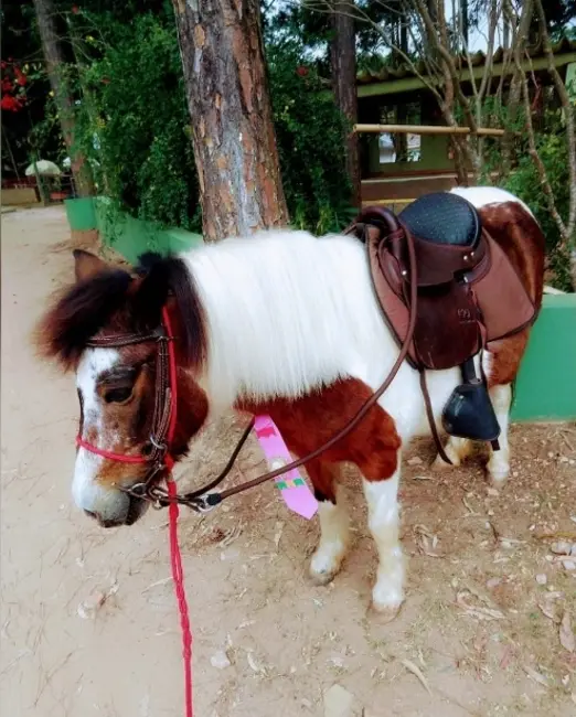 Foto 7 de Pousada à venda, 44037m2 em Mairipora - SP