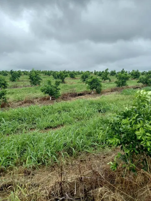 Foto 7 de Fazenda / Haras à venda, 181m2 em Ribeirao Bonito - SP