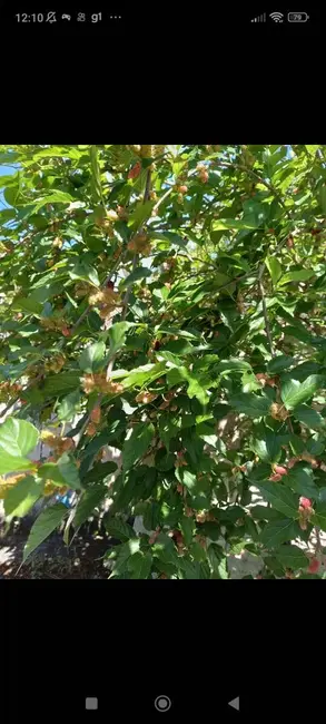 Chácara com 3 quartos à venda, 150m2 em Piracaia - SP - imagem 9 Foto 9 de Chácara com 3 quartos à venda, 150m2 em Piracaia - SP