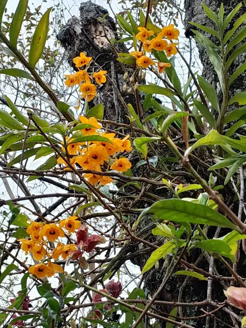 Foto 7 de Chácara com 4 quartos à venda, 250m2 em Jarinu - SP