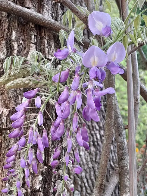 Foto 3 de Chácara com 4 quartos à venda, 250m2 em Jarinu - SP