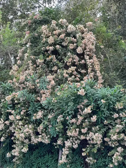 Foto 8 de Chácara com 4 quartos à venda, 250m2 em Jarinu - SP