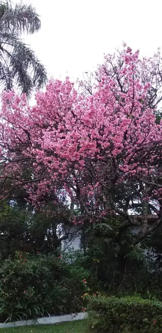 Foto 9 de Chácara com 4 quartos à venda, 250m2 em Jarinu - SP