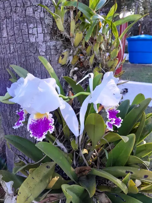 Foto 1 de Chácara com 4 quartos à venda, 250m2 em Jarinu - SP