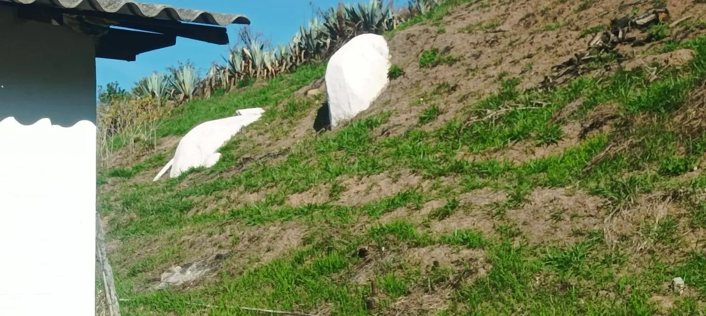 Foto 7 de Sítio / Rancho à venda, 450m2 em Santa Isabel - SP