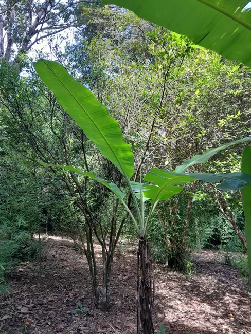Foto 6 de Chácara com 5 quartos à venda, 250m2 em Morro Grande da Boa Vista, Braganca Paulista - SP