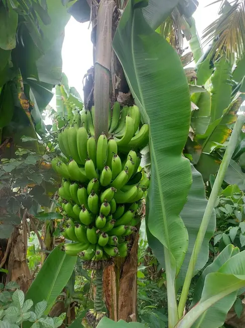 Chácara com 3 quartos à venda, 120m2 em Nazare Paulista - SP - imagem 1 Foto 1 de Chácara com 3 quartos à venda, 120m2 em Nazare Paulista - SP