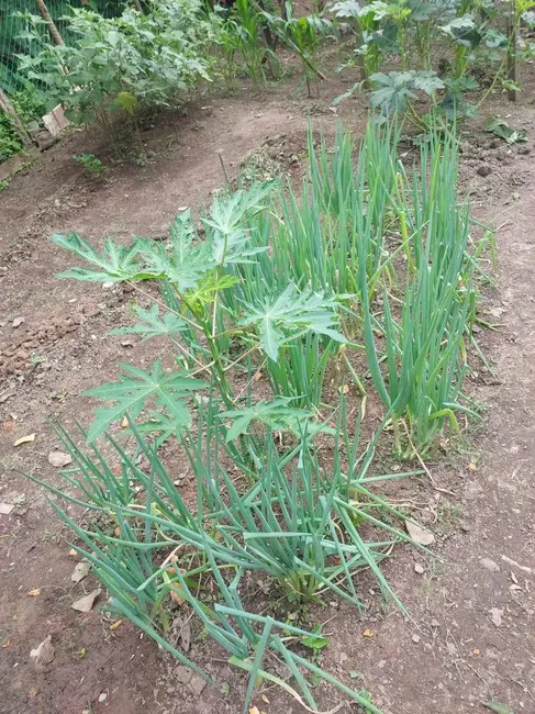 Chácara com 3 quartos à venda, 120m2 em Nazare Paulista - SP - imagem 8 Foto 8 de Chácara com 3 quartos à venda, 120m2 em Nazare Paulista - SP