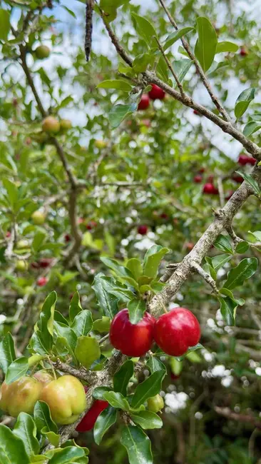 Foto 5 de Sítio / Rancho com 7 quartos à venda, 350m2 em Nazare Paulista - SP