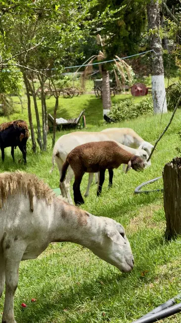 Foto 4 de Sítio / Rancho com 7 quartos à venda, 350m2 em Nazare Paulista - SP