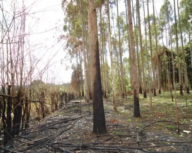 Foto 4 de Sala Comercial à venda, 21000m2 em Vila Moraes, Mogi Das Cruzes - SP