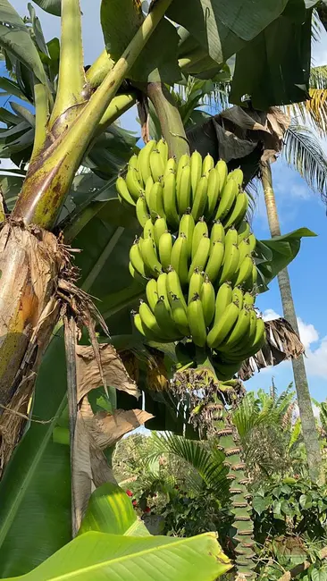 Foto 7 de Chácara à venda, 4200m2 em Taiaçupeba, Mogi Das Cruzes - SP