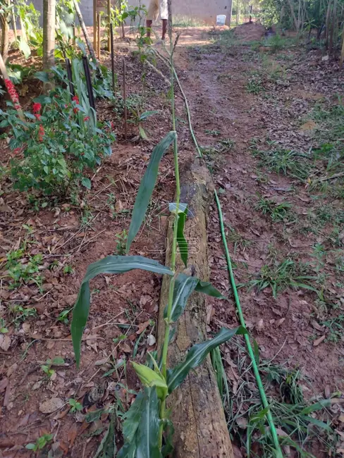 Foto 6 de Chácara com 2 quartos à venda, 850m2 em Jacutinga - MG