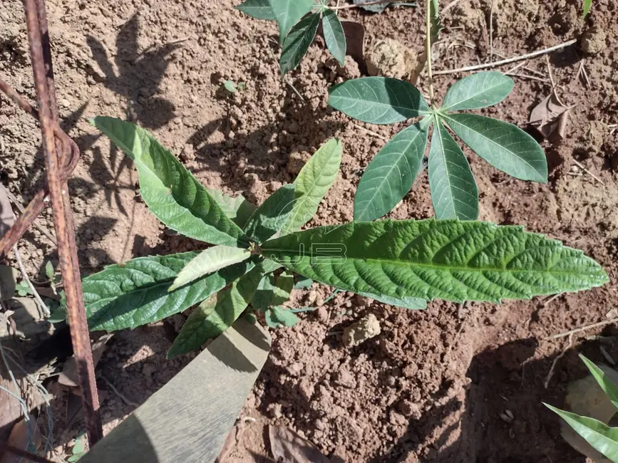 Foto 3 de Chácara com 2 quartos à venda, 850m2 em Jacutinga - MG