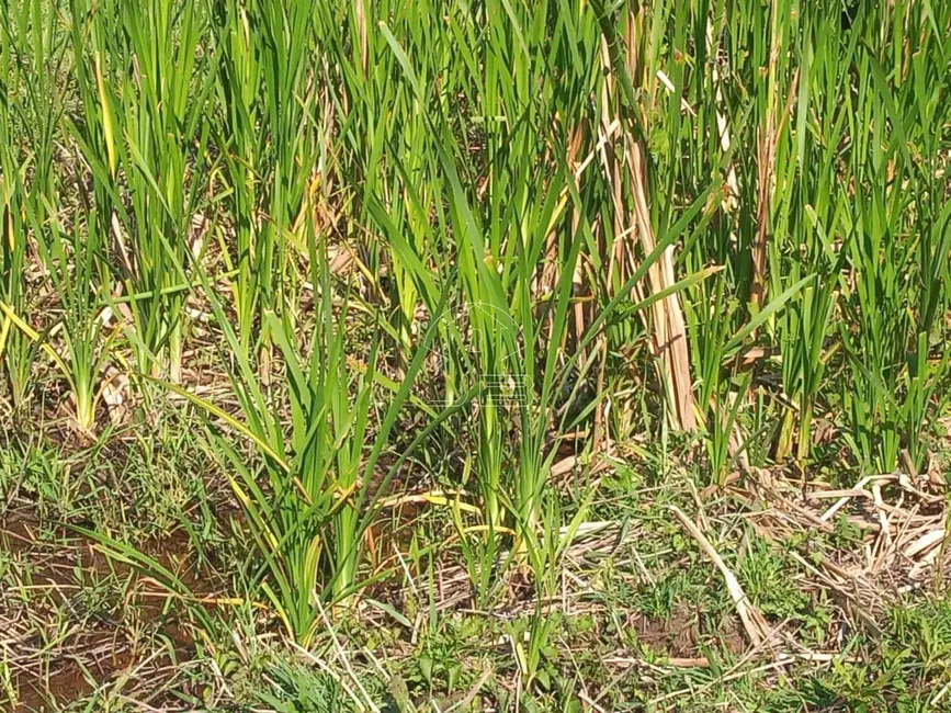 Foto 6 de Sítio / Rancho com 1 quarto à venda em Munhoz - MG