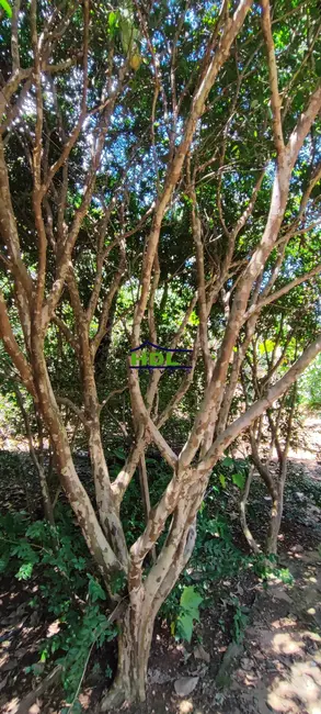 Casa com 2 quartos à venda, 8778m2 em Hidrolandia - GO - imagem 5 Foto 5 de Casa com 2 quartos à venda, 8778m2 em Hidrolandia - GO