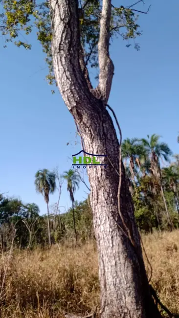 Foto 4 de Fazenda / Haras à venda, 259m2 em Coxim - MS