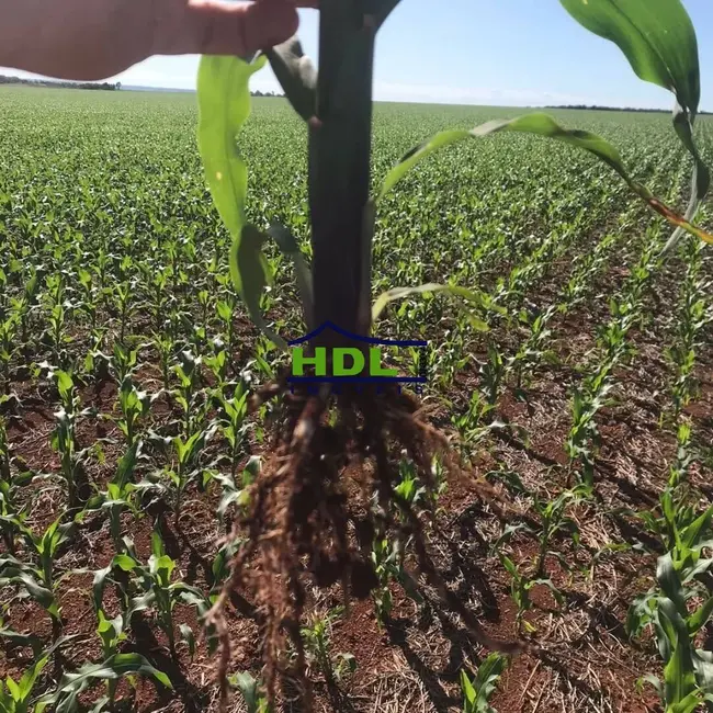 Foto 4 de Fazenda / Haras à venda, 3600m2 em Canarana - MT